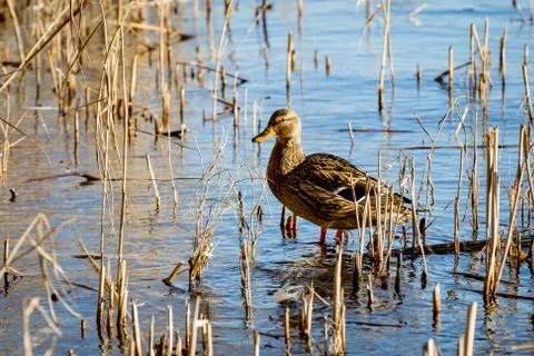 Funny dack on lake Stock Photos
