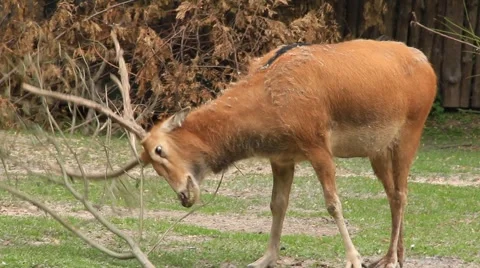 Funny deer with branch Video stock 883071