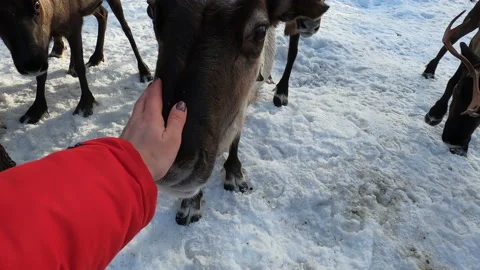 Funny deer eats bread from a woman hand in winter at the reindeer herders stable Stock Footage 148455328