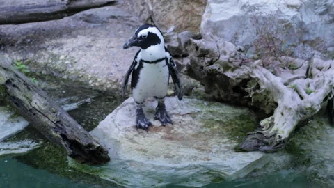 The funny dive of the African penguin Stock Footage 134549445