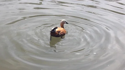 Funny Diving duck. Stock Footage 106711428