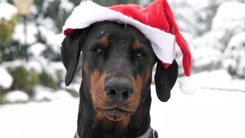 Funny doberman videos hot sale