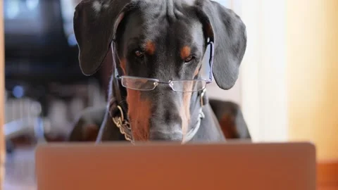 Funny Dobermann Freaking Out while Working on His Laptop Stock Footage 132041513