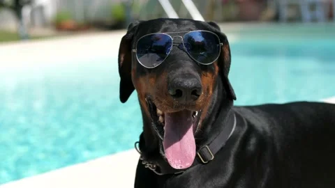 Funny Dobermann Sunbathing at the Pool Stock Footage 131822484