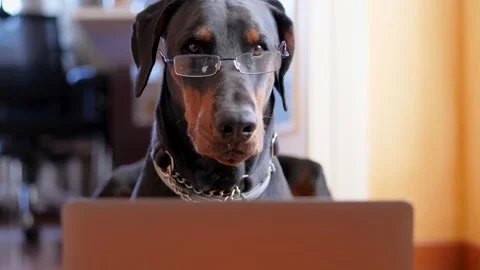 Funny Dobermann Working on His Laptop Stock Footage 132041804