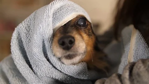 Funny Dog After Bathing Wrapped in a Towel Stock Footage 82245222