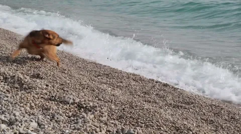 Funny dog barking at the waves Video stock 49241791