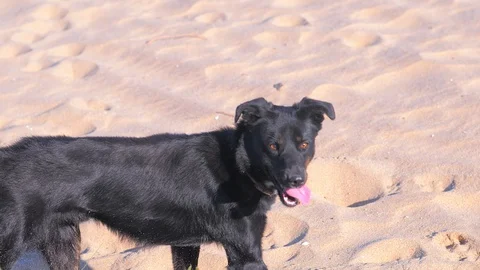 Funny dog on the beach Stock Footage 121371910