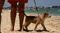 Funny dog on the beach in Tunisia HD Footage