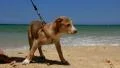 Funny dog on the beach in Tunisia HD Footage