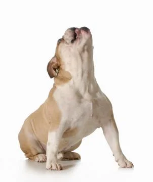 Funny dog begging Stock Photos