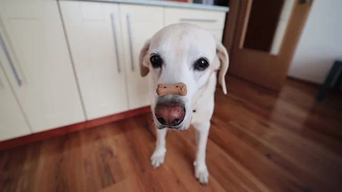 Funny dog with biscuit Stock Footage 137898120