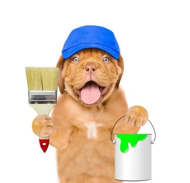 Funny dog in blue hat with paint brush and paint bucket. isolated on white ba Stock Photos