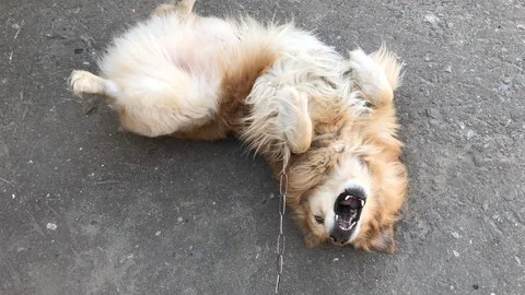 Funny  dog on a chain Stock-Footage 105592292