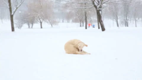 Funny dog chasing its tail in winter in a snowy park Stock Footage 92503336