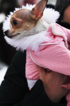 Funny dog clothes Stock-Fotos