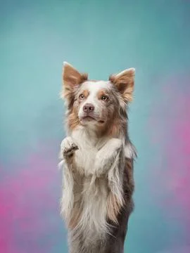 Funny dog on a colored background. border collie in the studio. pet portrait Stock Photos