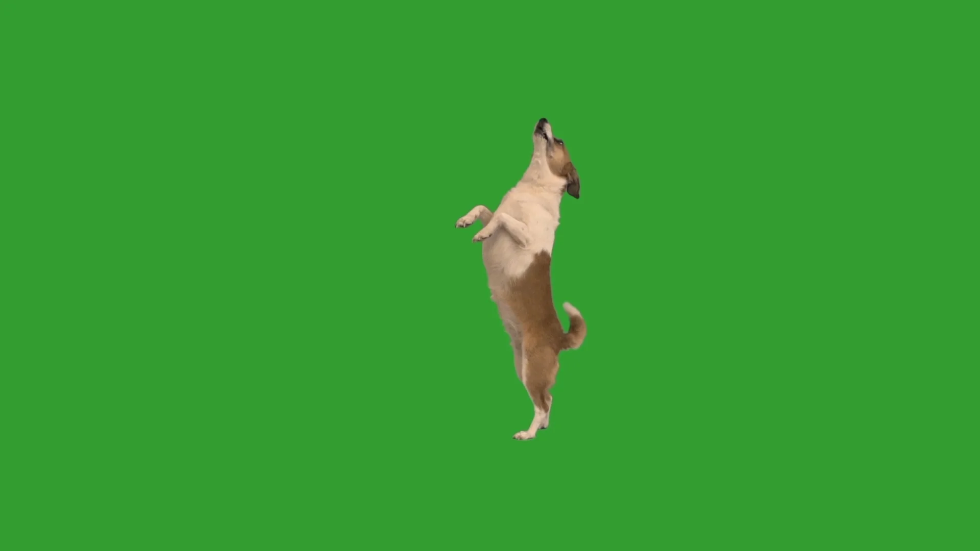 Funny best sale dancing dog