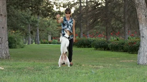 Funny Dog Densing Stock Footage 51743483