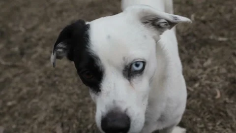 Funny dog with different eyes asking for food Stock-Footage 89630996