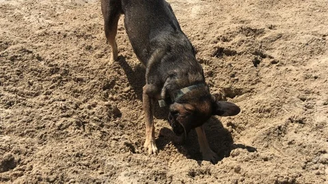 Funny Dog Digging a Hole Stock Footage 108995425