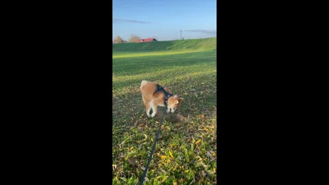Funny Dog Digging In The Sand Stock Footage 289785007
