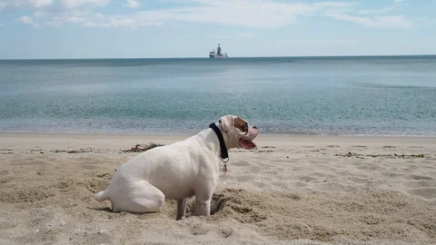 Funny dog digging a whole in the sand Stock Footage 90002016