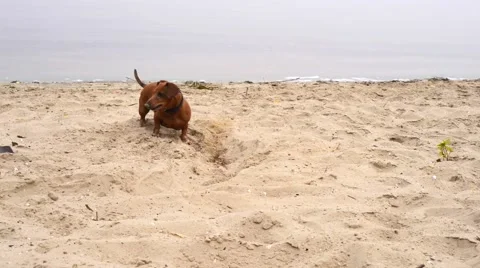 Funny dog digs a hole. Video stock 60580580