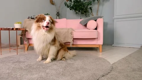 Funny dog is doing trick. Dog doing command to Sit Pretty. Stock Footage 161838200