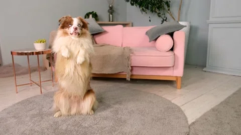 Funny dog ​​dong command the trick of spinning Stock Footage 161838180