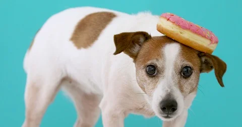 Funny dog with donut Stock Footage 99162719