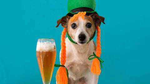 Funny dog during Saint Patrick Day Stock Footage 128285169