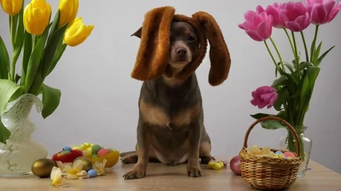 Funny dog ​​in the ears of the Easter bunny. Chihuahua dog. Stock Footage 148791040