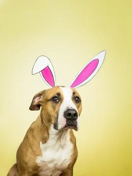 Funny dog with easter bunny ears. Staffordshire terrier puppy poses for studi Stock Photos