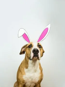 Funny dog with easter bunny ears. Staffordshire terrier puppy poses for studi Stock Photos