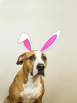 Funny dog with easter bunny ears. Staffordshire terrier puppy poses for studi Stock Photos