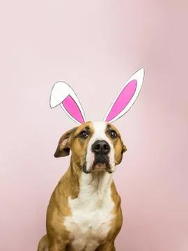 Funny dog with easter bunny ears. Staffordshire terrier puppy poses for studi Stock Photos