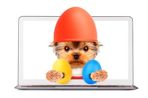 Funny dog with easter eggs and laptop Stock-Fotos