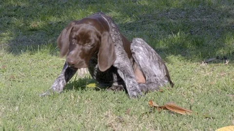 Funny dog eats chicken paw lying on green grass. Vídeo Stock 119805572