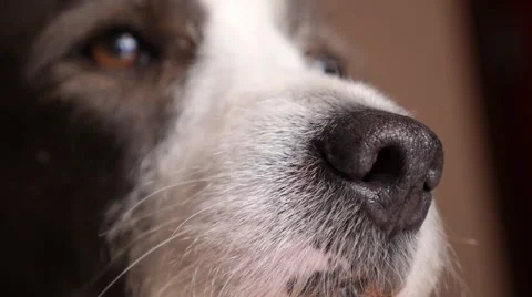 Funny Dog Face Closeup Видео 54545289