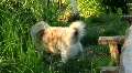Funny dog HD Footage