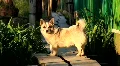 Funny dog HD Footage