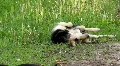 Funny dog HD Footage