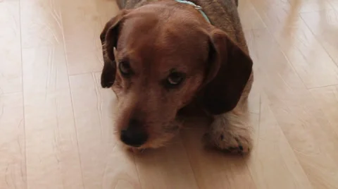 Funny dog Stock Footage 30362967