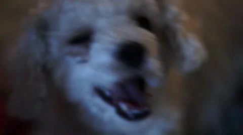 Funny dog Stock Footage 32495882