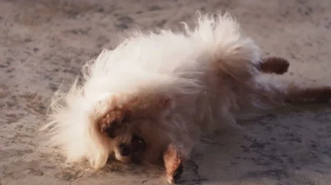 Funny Dog Stock Footage 48786735