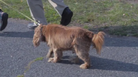 Funny Dog Stock Footage 83841073