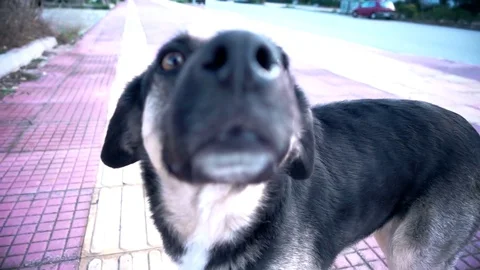 Funny dog Stock Footage 84932020