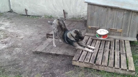 Funny dog Stock Footage 129235143