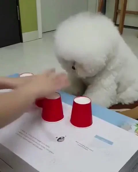 Funny dog Stock Footage 222566516